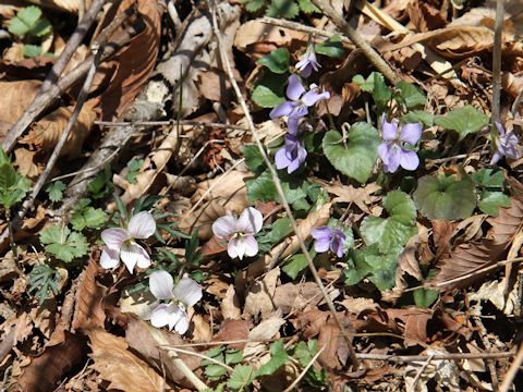 Viola eizanensis