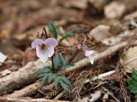 Viola eizanensis