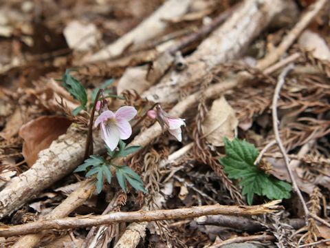 Viola eizanensis