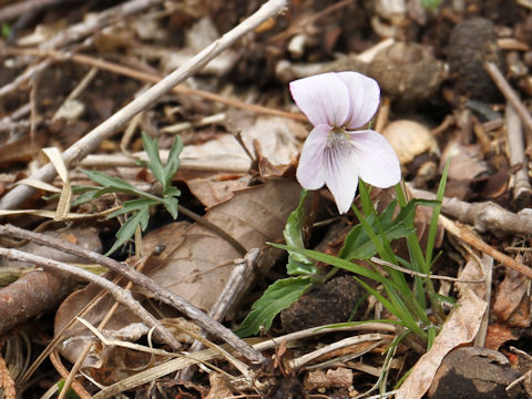 Viola eizanensis