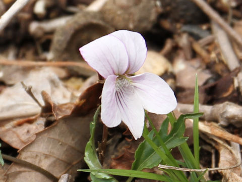 Viola eizanensis