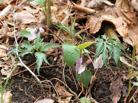 Viola eizanensis