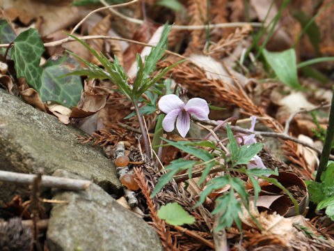 Viola eizanensis