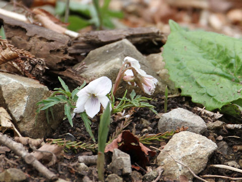 Viola eizanensis