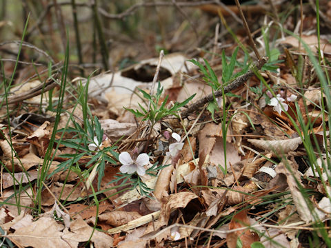 Viola eizanensis