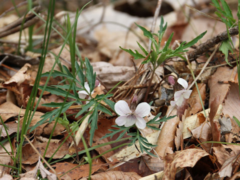 Viola eizanensis