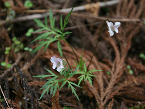 Viola eizanensis