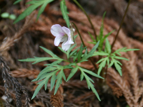 Viola eizanensis