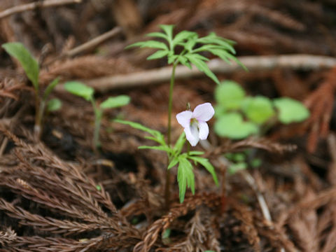 Viola eizanensis