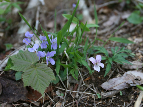 Viola eizanensis