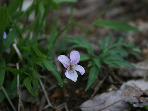 Viola eizanensis