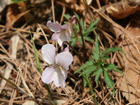 Viola eizanensis