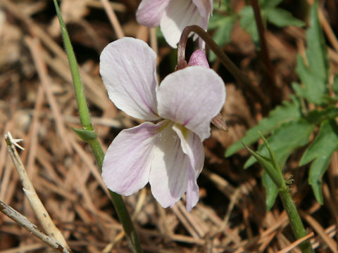 Viola eizanensis