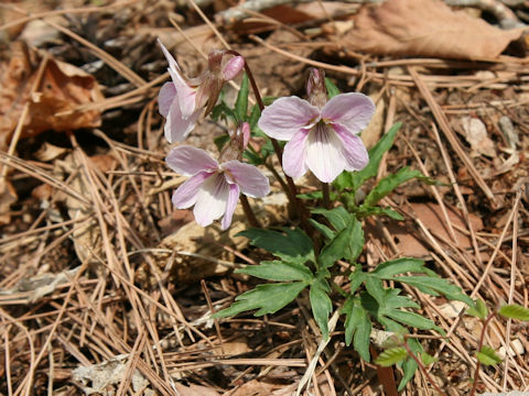 Viola eizanensis