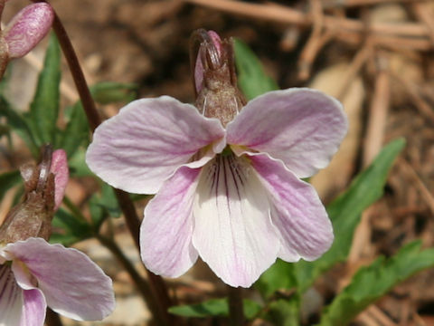 Viola eizanensis