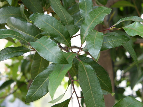 Elaeocarpus reticulatus