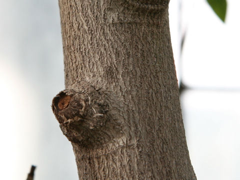 Elaeocarpus reticulatus