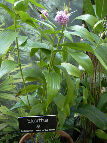 Elleanthus sp.