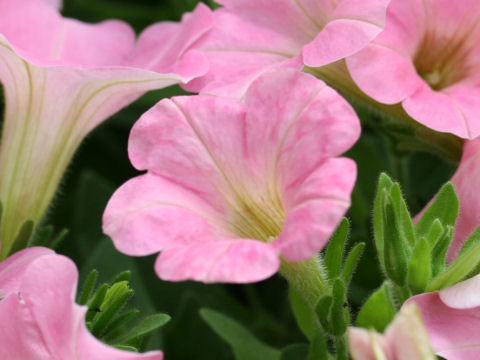 Petunia x hybrida