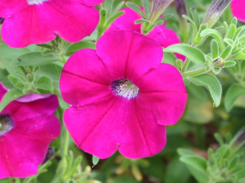 Petunia x hybrida