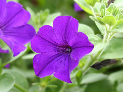 Petunia x hybrida