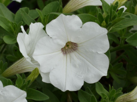 Petunia x hybrida