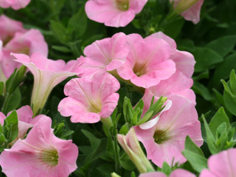 Petunia x hybrida