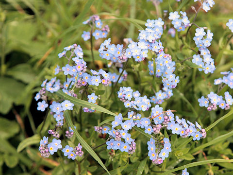 Myosotis sylvatica