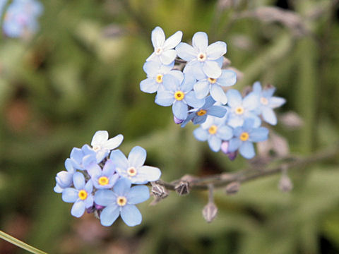 Myosotis sylvatica