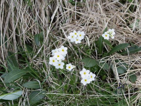 Myosotis sylvatica