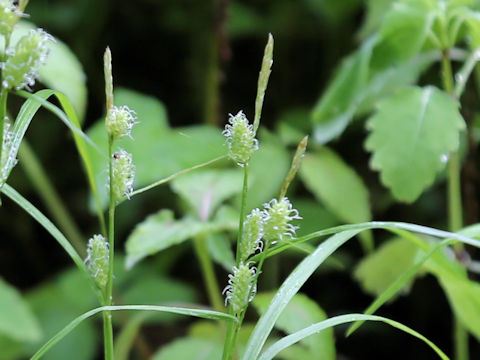 Carex aphanolepis