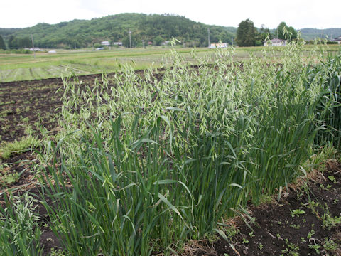 Avena sativa