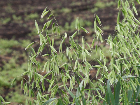 Avena sativa