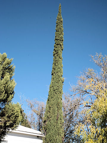 Juniperus virginiana