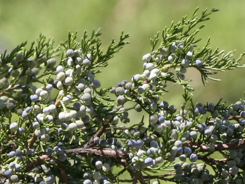 Juniperus virginiana