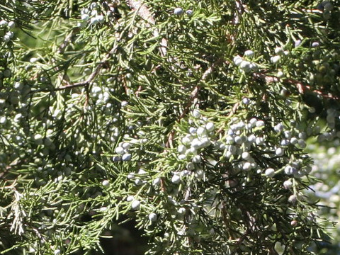 Juniperus virginiana