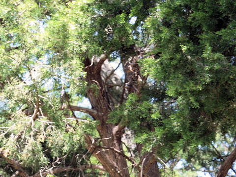 Juniperus virginiana