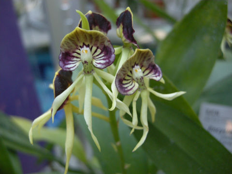 Encyclia cochleata