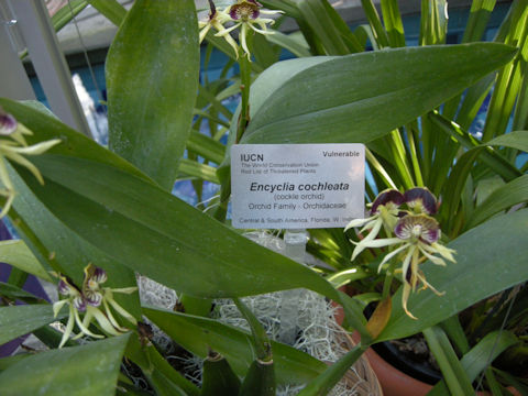 Encyclia cochleata