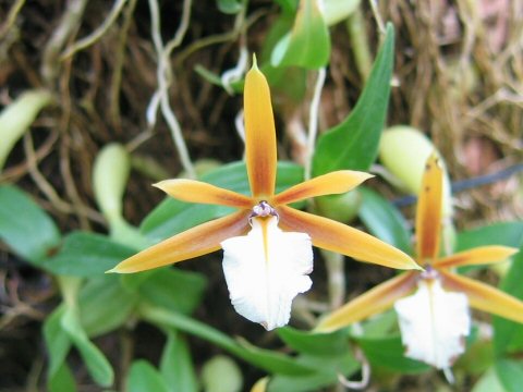 Encyclia polybulbon