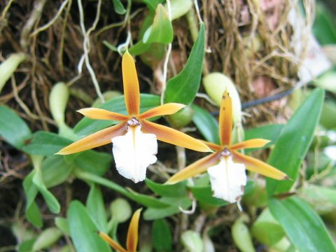 Encyclia polybulbon