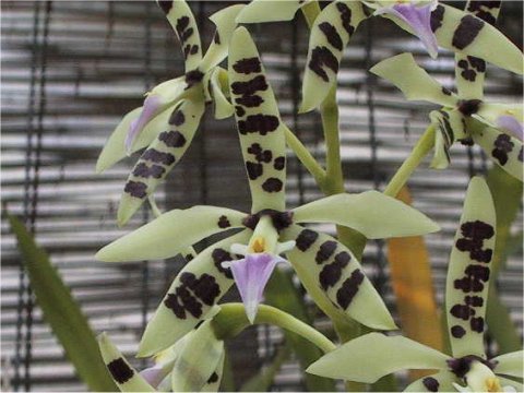 Encyclia prismatocarpa