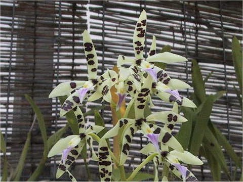 Encyclia prismatocarpa