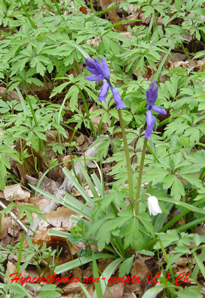 Scilla non-scripta