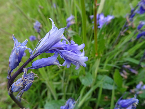 Scilla non-scripta