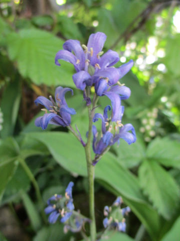 Scilla non-scripta