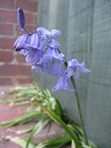 Scilla non-scripta