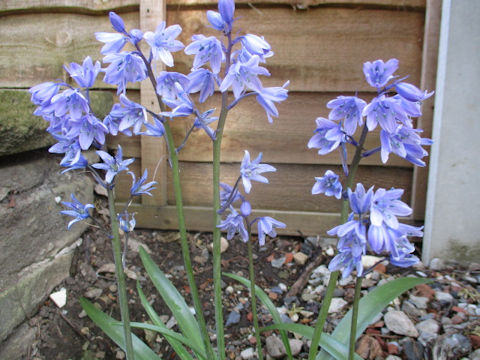 Scilla non-scripta