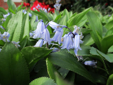 Scilla non-scripta