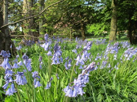 Scilla non-scripta